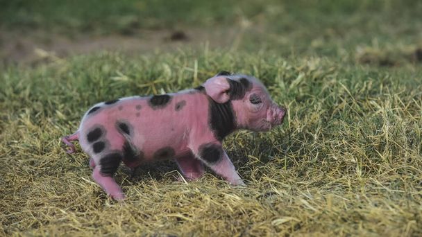 Porcinet nouveau-né, dans le paysage agricole. - Photo, image