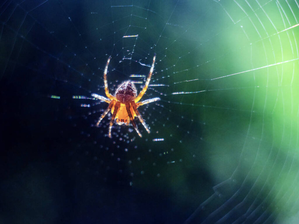 Spinne, eine kleine Spinne auf einem Netz unter natürlichen Bedingungen. Insekten - Foto, Bild
