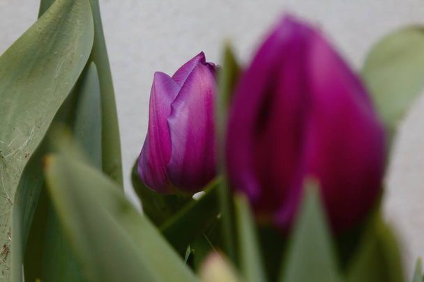 Tulipanes púrpura en flor visto de cerca - Foto, Imagen