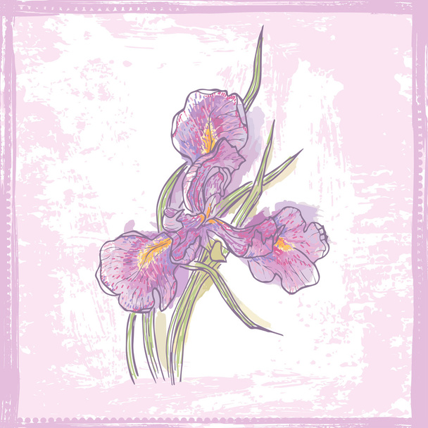 Hand drawn  sketch of watercolor iris  flower - Vector, Image