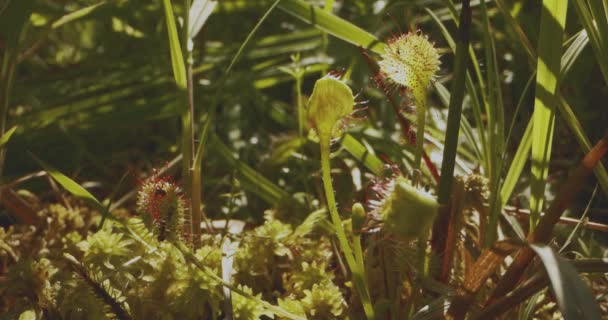 Kerek levelű Sundew - Drosera Rotundifolia. Drosera Rotundifolia fogott egy hangyát. - Felvétel, videó
