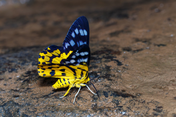dysphania militaris mariposas
  - Foto, Imagem