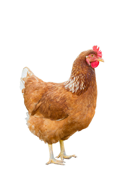 Изолированная бурая курица
 - Фото, изображение