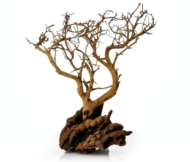 Сухое дерево - Фото, изображение