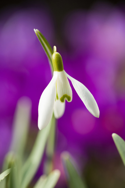 Hóvirág-virágzás tavasszal - Fotó, kép