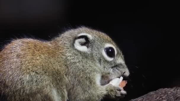 Joli écureuil terrestre mangeant des fruits de la jungle sur la jungle de la forêt tropicale - Séquence, vidéo