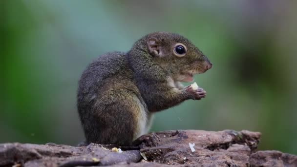 Esquilo de terra bonito comendo frutas da selva na selva da floresta tropical - Filmagem, Vídeo