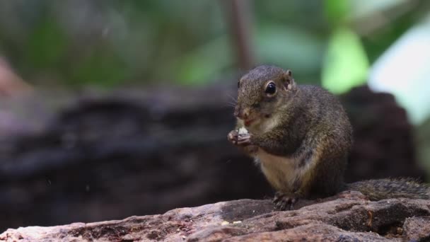 Esquilo de terra bonito comendo frutas da selva na selva da floresta tropical - Filmagem, Vídeo