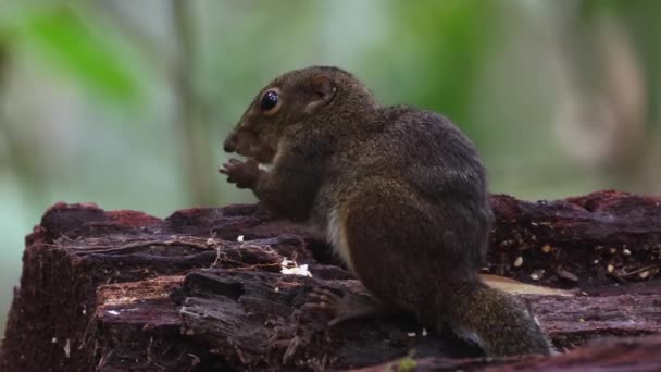 Симпатична мелена білка їсть фрукти джунглів на джунглях тропічних лісів - Кадри, відео