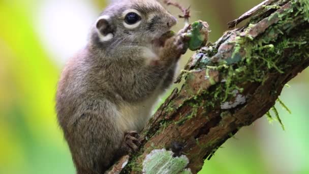 Niedliches Erdhörnchen frisst Dschungelfrüchte im Regenwald-Dschungel - Filmmaterial, Video