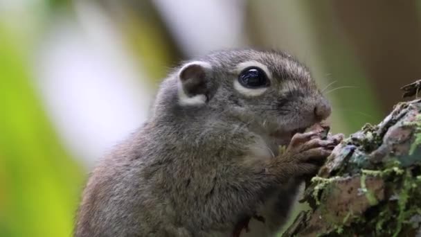 Aranyos földi mókus eszik dzsungel gyümölcs esőerdő dzsungel - Felvétel, videó