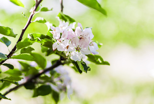 Flores de cerezo
 - Foto, Imagen