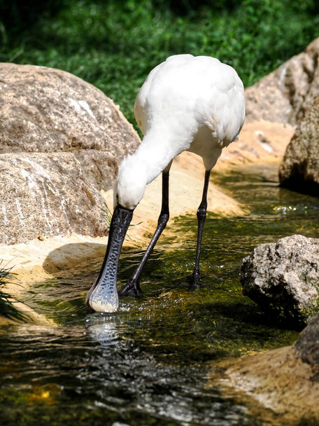 Eurasian spoonbill (Platalea leucorodia), or common spoonbill, in a water of stream and seen from front  - Photo, Image