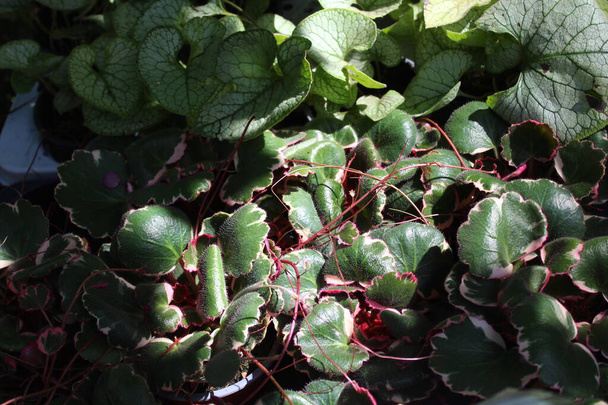 bégonia aux fraises en automne dans le jardin - Photo, image