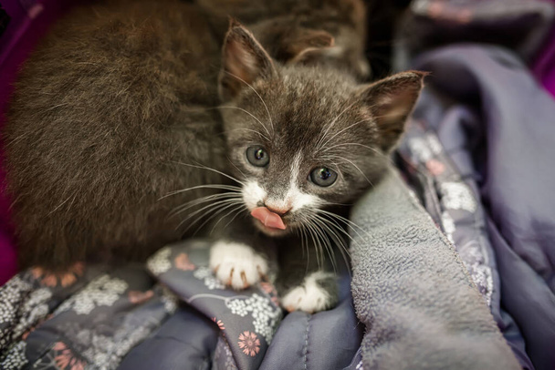 Un pequeño gatito gris sacó su lengua, lamiendo sus labios. camada de gatitos en una caja de plástico, en espera de rescate. - Foto, Imagen