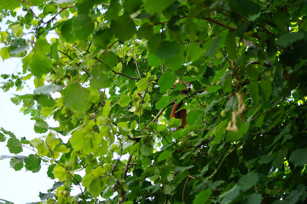 Euroasijská červená veverka sedí na větvi stromu Corylus avellana a hlodá lískové oříšky. Červená veverka nebo Eurasijská červená veverka Sciurus vulgaris je druh veverky v rodu Sciurus. Berlín, Německo - Fotografie, Obrázek