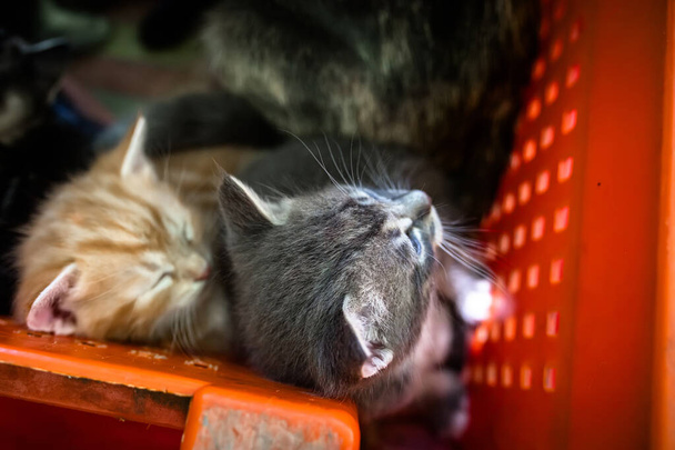 Kurtarılan kedi yavruları teselliyi plastik bir sandıkta buluyor. - Fotoğraf, Görsel