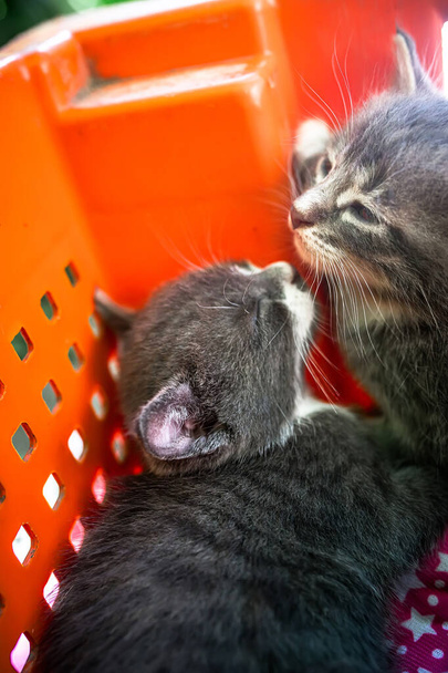 gatitos abandonados acurrucarse juntos en una caja de plástico - Foto, Imagen