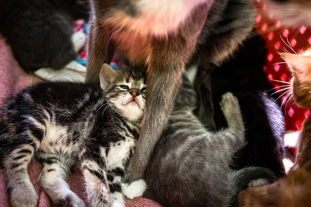 Lindos y abandonados gatitos encontrar refugio en una caja de plástico. - Foto, Imagen