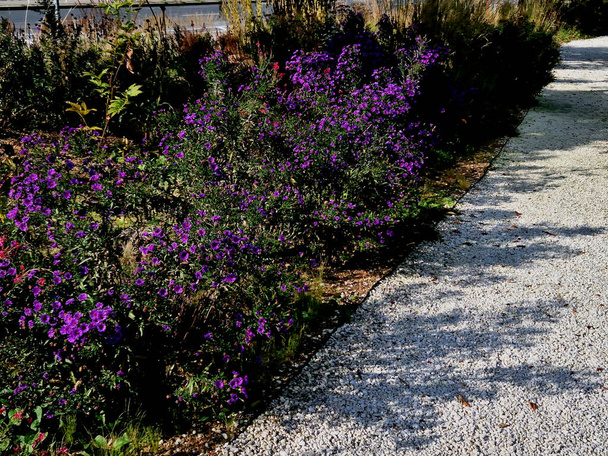 flowering asters in flower bed form a monoculture, a carpet of flowers. behind taller grass. garden arrangement prairie sunny character, mulching with beige gravel, white limestone paths, slats - Photo, Image