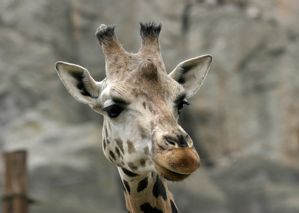 Head shot of a giraffe - Foto, immagini