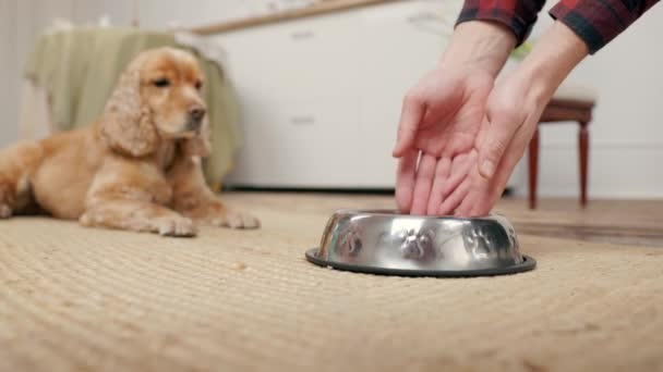 Women 's Hands Louring Dry Dog Food To Bowl On Background of Hungry Dog. Pes kokršpaněl leží v blízkosti kovové mísy čeká na jídlo. Vnitřní útulný kuchyňský pokoj - Záběry, video