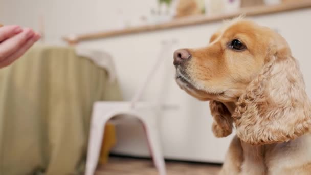 La propietaria del cuidado alimenta a la inglesa Cocker Spaniel Canine Dry Dog Food de su mano. Interior Acogedora cocina casera - Imágenes, Vídeo