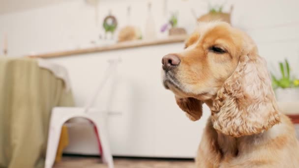 Koira Englanti Cocker Spaniel syö kuivaa koiranruokaa huolehtivan omistajan käsistä. Sisustus kodikas koti keittiö - Materiaali, video