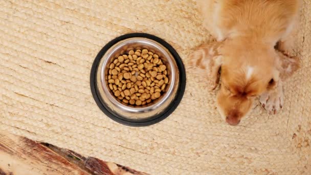 Dog Russian Cocker Spaniel Lying Near Metal Bowl of Dry Canine Food. Уютная домашняя комната - Кадры, видео