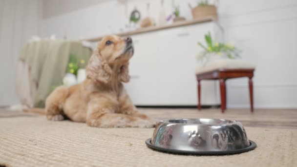 Women 's Hands Louring Dry Dog Food To Bowl On Background of Hungry Dog. Pes kokršpaněl leží v blízkosti kovové mísy čeká na jídlo. Vnitřní útulný kuchyňský pokoj - Záběry, video