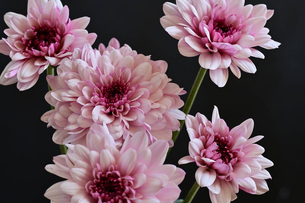belles fleurs de chrysanthème, gros plan - Photo, image