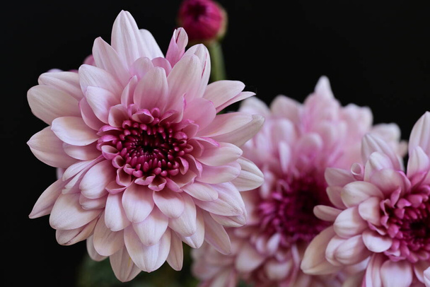 beautiful chrysanthemum flowers, close up - Photo, Image