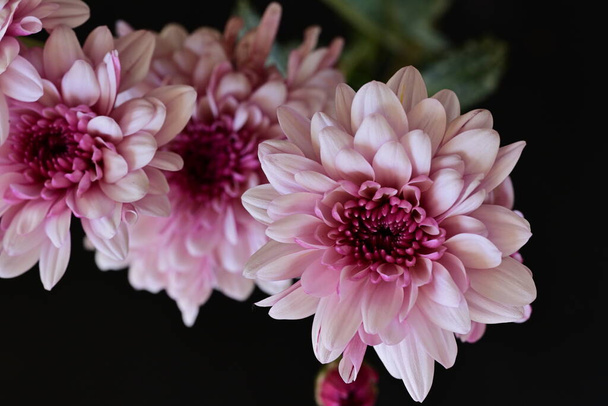 krásné chryzantémy květiny, zblízka - Fotografie, Obrázek
