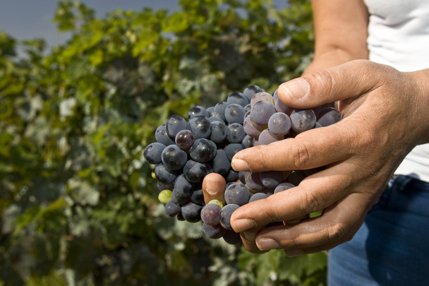 Vine grapes - Photo, Image
