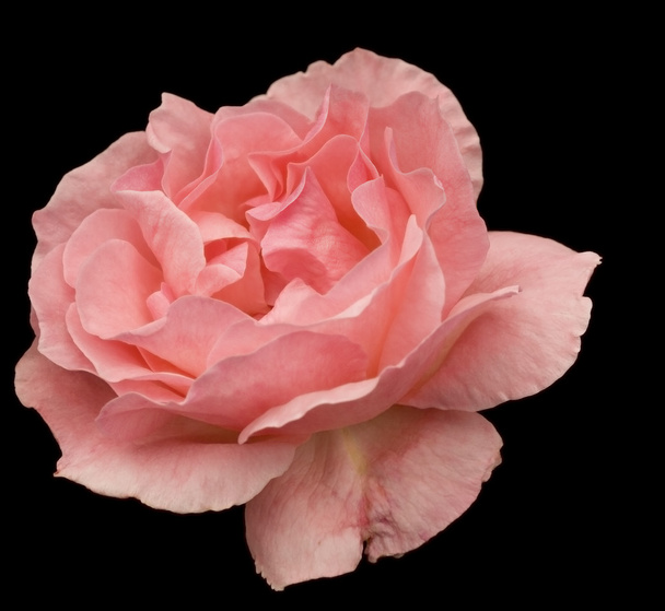 Rosa rosa flor flor isolada em preto
 - Foto, Imagem
