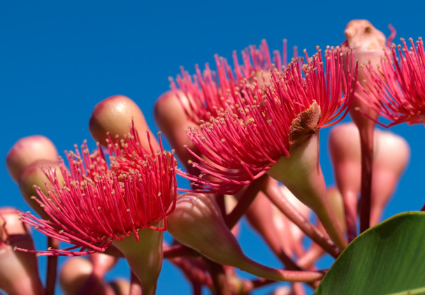 Fiori rossi eucalipto estate rosso australiano nativo
 - Foto, immagini