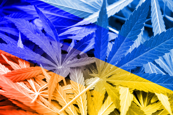 Ukraine and Russia Flag on cannabis background. Drug policy. Legalization of marijuana - Foto, imagen