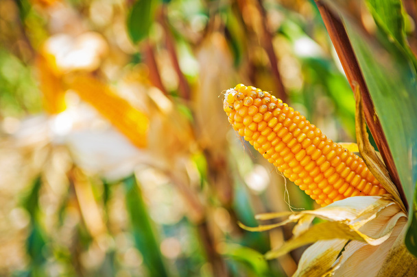Вид на вухо кукурудзи на рослині
 - Фото, зображення