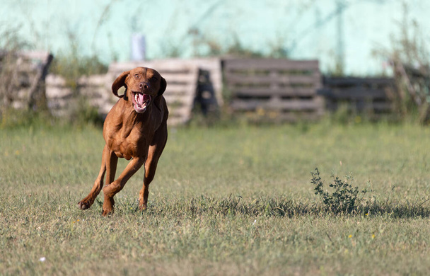 Doğada safkan bir Macar Vizsla köpeğinin portresi. Güzel Macar Vizsla altın pas rengi yürümeye devam ediyor. Güzel Macar Vizsla köpek portresi. Vizsla av köpeği. Kısa Macar İşaretçisi - Fotoğraf, Görsel