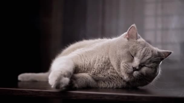 Retrato de un gato doméstico soñoliento y esponjoso acostado sobre una mesa de madera en una habitación oscura. De cerca. Gris durmiendo pura raza británico esponjoso gato con verde ojos, lame los labios en un oscuro cuarto. En interiores. Copiar espacio. - Metraje, vídeo