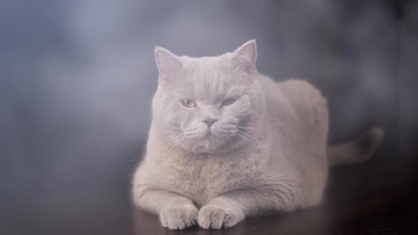 スモーキールームのテーブルの表面に大きな灰色のふわふわの猫が横たわっています. 煙の中のカメラを見ている休憩中の眠っているピューレッド猫の肖像画. ブレイクされた背景。 テクスチャー。 フォッグだ。 喫煙,火災について. - 映像、動画