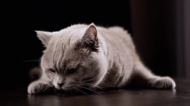 Ritratto di un gatto domestico grigio giocoso sdraiato su un tavolo di legno in una stanza buia. Chiudete. Divertente grande, gatto soffice britannico di razza pura con occhi verdi, zampe potenti che riposano in una stanza buia. Illuminazione. - Filmati, video
