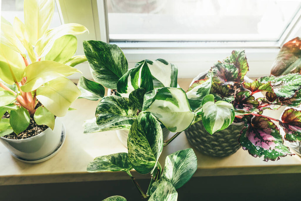 Epipremnum aureum of scindapsus bonte close-up thuis. Binnentuinieren. Hobby. Groene kamerplanten. Moderne kamer decor, interieur. Lifestyle, Stilleven met planten. Textuur en patroon - Foto, afbeelding