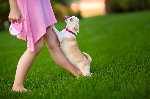 woman in a pink sundress walking with a little dog - Fotó, kép