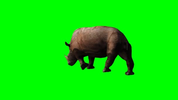 Duży nosorożec spaceru - Materiał filmowy, wideo