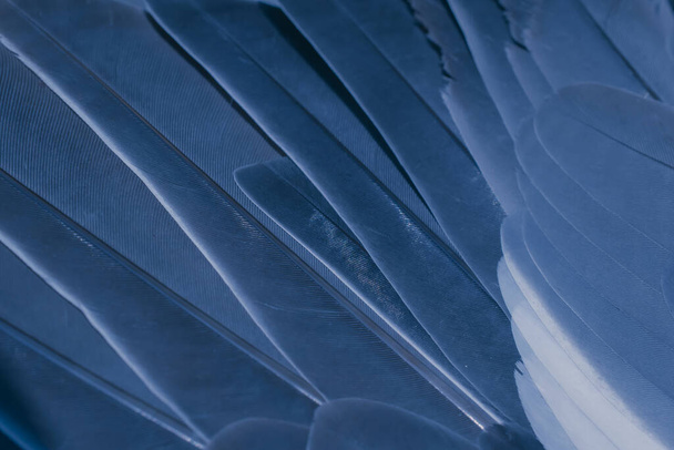 foto macro pombo pena azul. textura ou fundo - Foto, Imagem