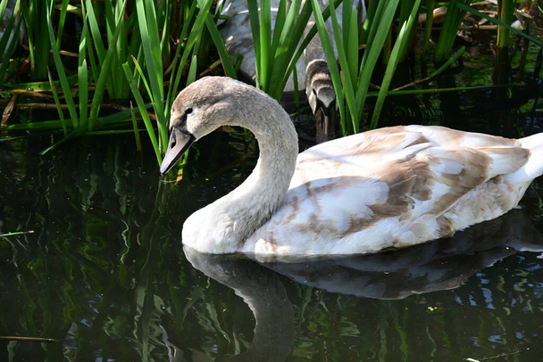 hermosos cisnes en el lago, la naturaleza y el concepto de fauna - Foto, imagen