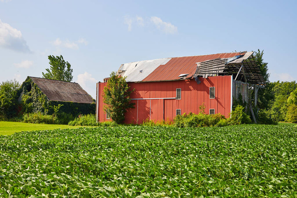 Imagen del campo de soja en el soleado día de verano con graneros rojos y marrones en descomposición - Foto, imagen