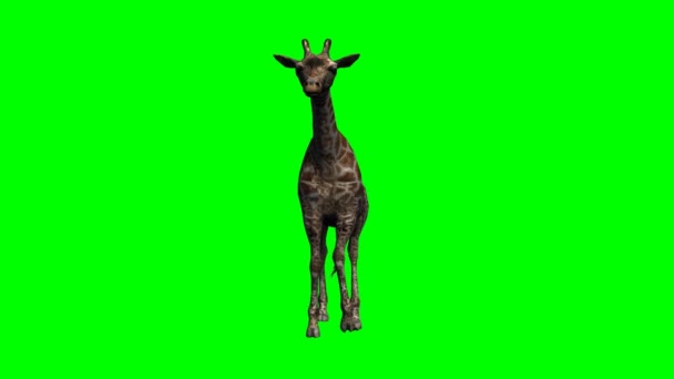 młody żyrafa spaceru - Materiał filmowy, wideo