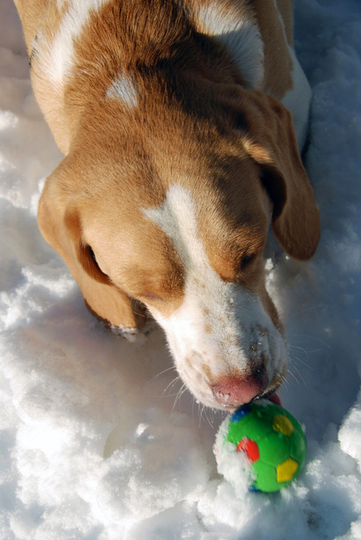 Beagle en la nieve
 - Foto, Imagen